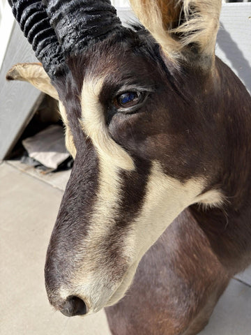 African Sable Antelope Mount - Paulski Art