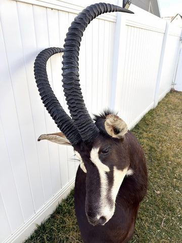 African Sable Antelope Mount - Paulski Art