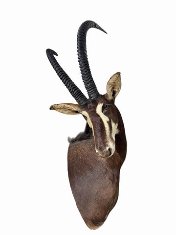 African Sable Antelope Mount - Paulski Art
