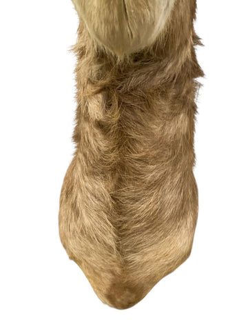 African Waterbuck Shoulder Mount - Paulski Art