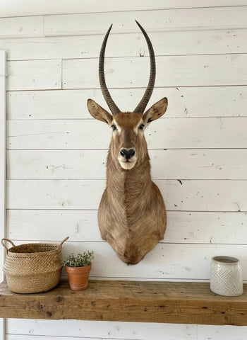 African Waterbuck Shoulder Mount - Paulski Art