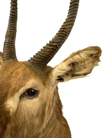 African Waterbuck Shoulder Mount - Paulski Art