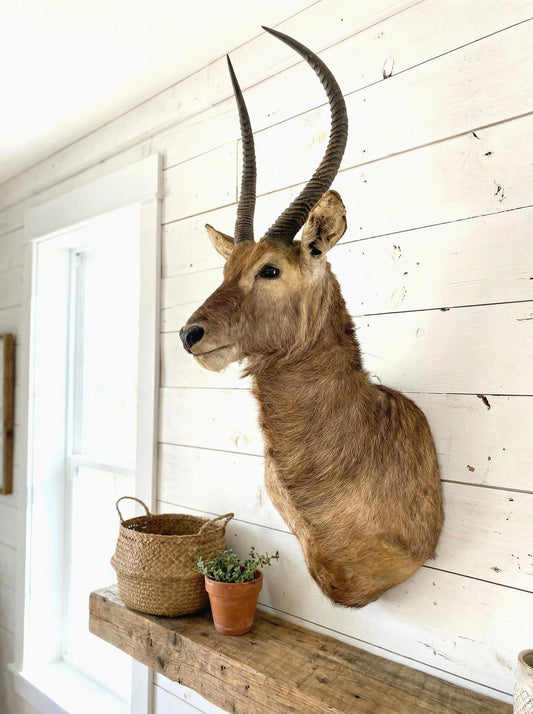 African Waterbuck Shoulder Mount - Paulski Art