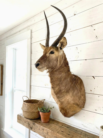 African Waterbuck Shoulder Mount - Paulski Art