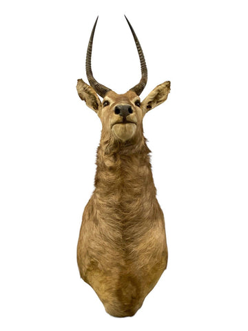 African Waterbuck Shoulder Mount - Paulski Art