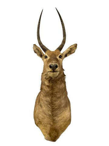 African Waterbuck Shoulder Mount - Paulski Art