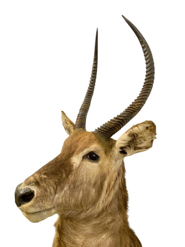 African Waterbuck Shoulder Mount - Paulski Art
