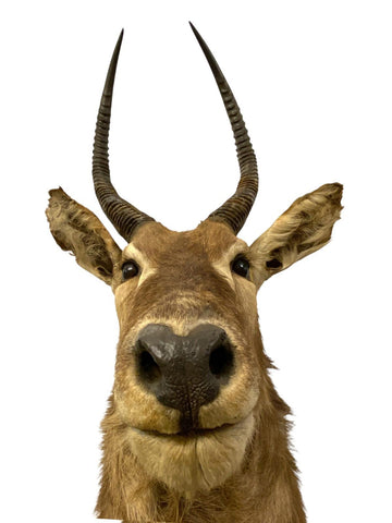 African Waterbuck Shoulder Mount - Paulski Art