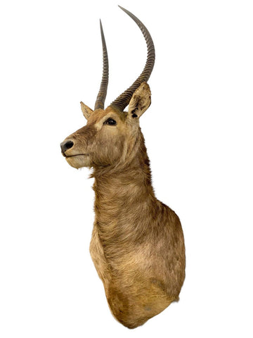 African Waterbuck Shoulder Mount - Paulski Art