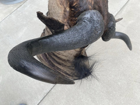 African Wildebeest Shoulder Mount - Paulski Art