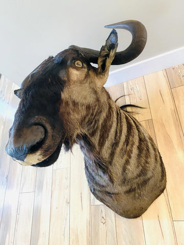 African Wildebeest Shoulder Mount - Paulski Art