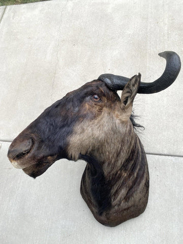 African Wildebeest Shoulder Mount - Paulski Art