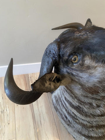 African Wildebeest Shoulder Mount - Paulski Art