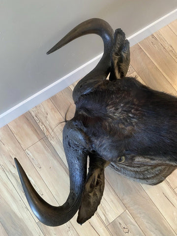 African Wildebeest Shoulder Mount - Paulski Art
