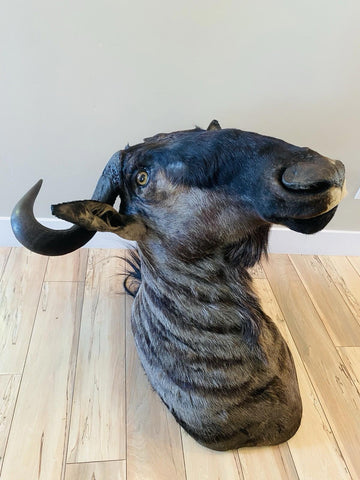 African Wildebeest Shoulder Mount - Paulski Art