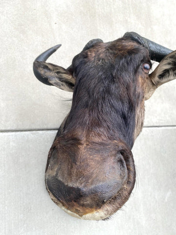 African Wildebeest Shoulder Mount - Paulski Art