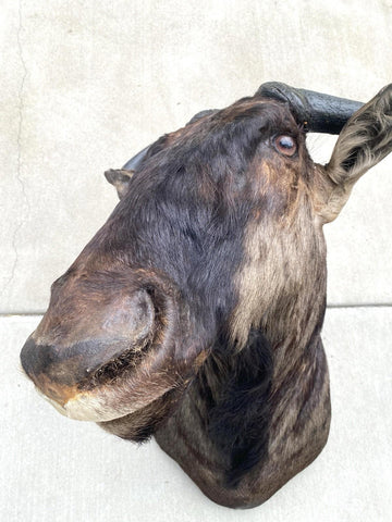 African Wildebeest Shoulder Mount - Paulski Art