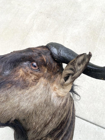 African Wildebeest Shoulder Mount - Paulski Art