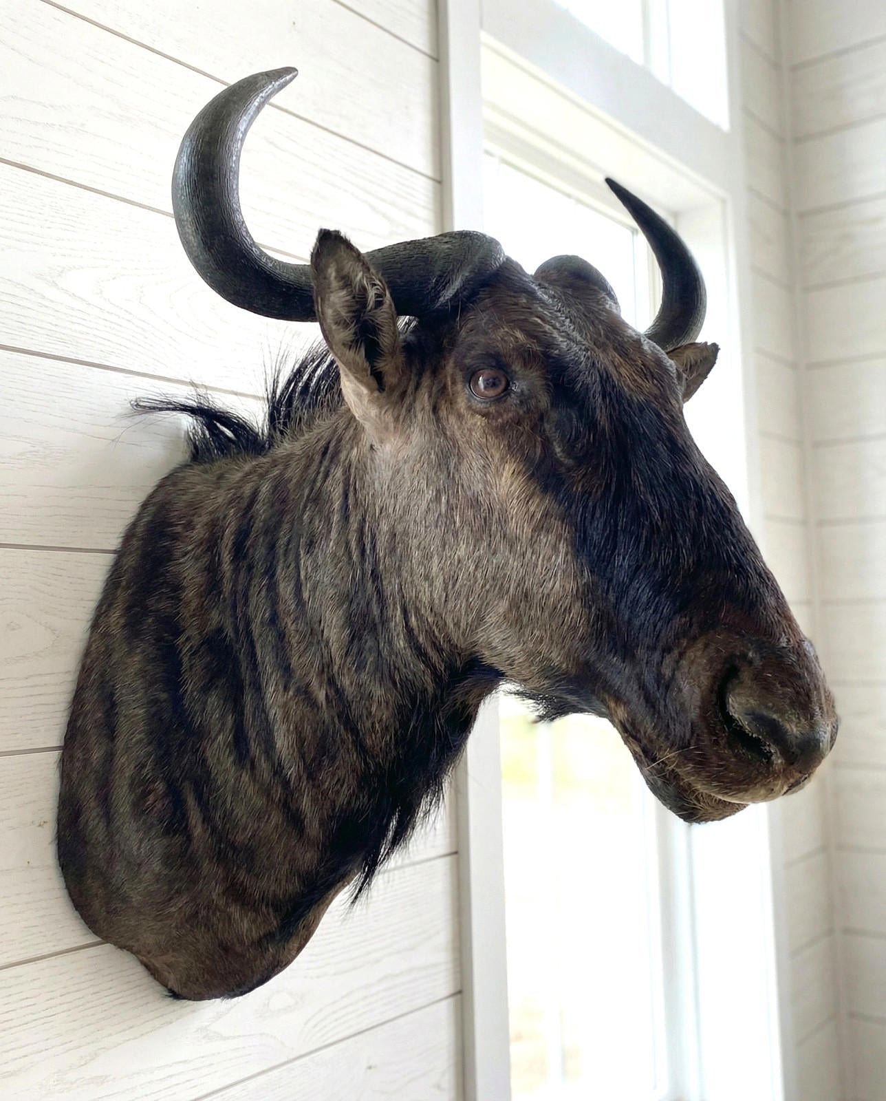 African Wildebeest Shoulder Mount