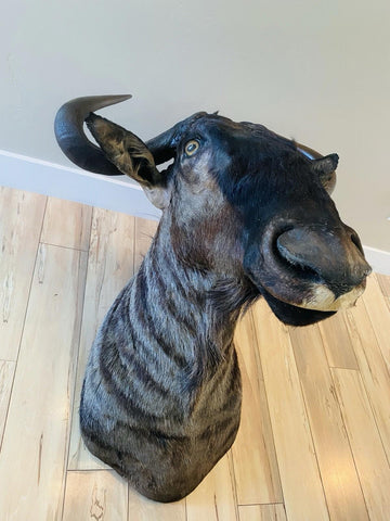 African Wildebeest Shoulder Mount - Paulski Art