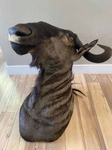 African Wildebeest Shoulder Mount - Paulski Art