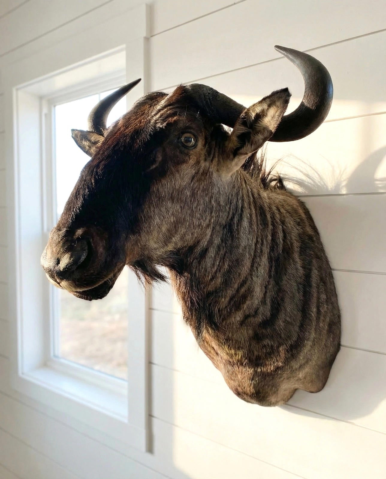 African Wildebeest Shoulder Mount