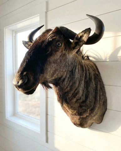 African Wildebeest Shoulder Mount - Paulski Art