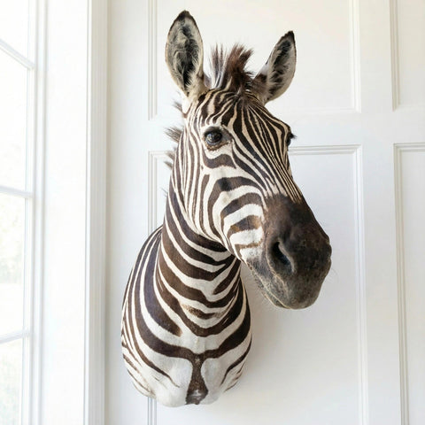 Burchell Zebra Shoulder Mount - Paulski Art