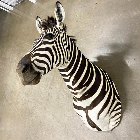 Burchell Zebra Shoulder Mount - Paulski Art