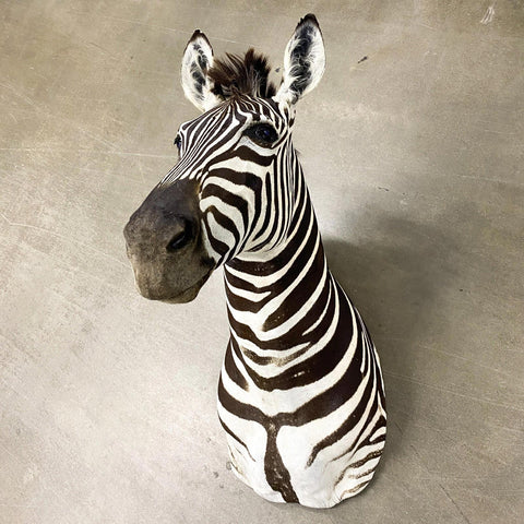 Burchell Zebra Shoulder Mount - Paulski Art
