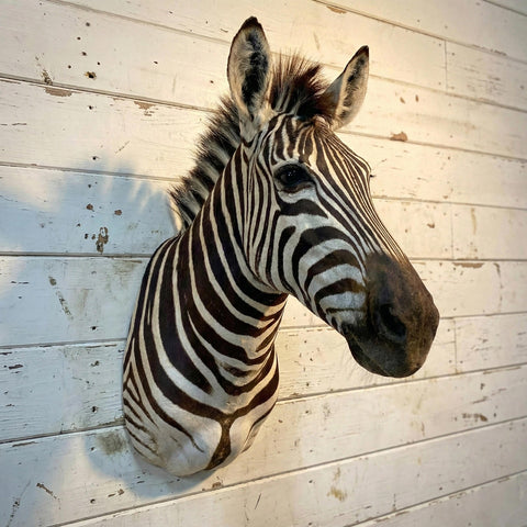 Burchell Zebra Shoulder Mount - Paulski Art