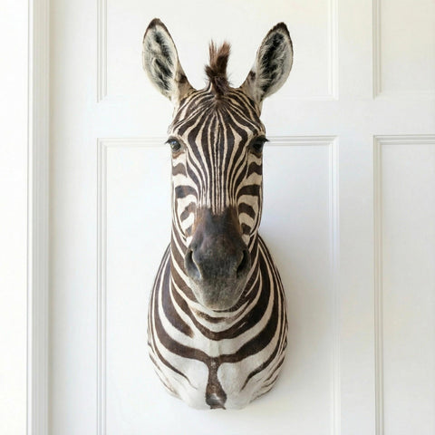 Burchell Zebra Shoulder Mount - Paulski Art