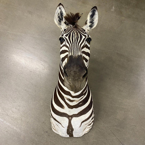 Burchell Zebra Shoulder Mount - Paulski Art
