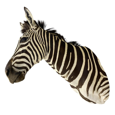 Burchell Zebra Shoulder Mount - Paulski Art