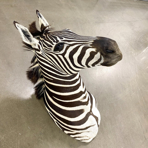 Burchell Zebra Shoulder Mount - Paulski Art