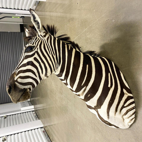 Burchell Zebra Shoulder Mount - Paulski Art