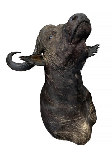 Cape Buffalo Shoulder Mount - Paulski Art