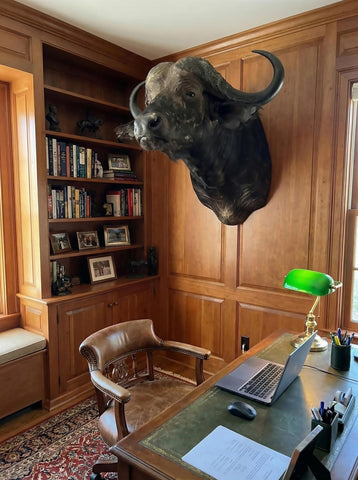 Cape Buffalo Shoulder Mount - Paulski Art
