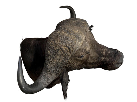 Cape Buffalo Shoulder Mount - Paulski Art