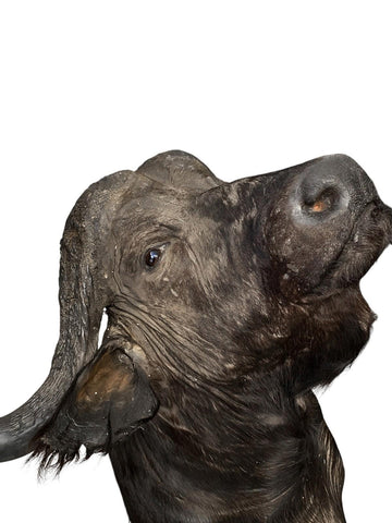 Cape Buffalo Shoulder Mount - Paulski Art