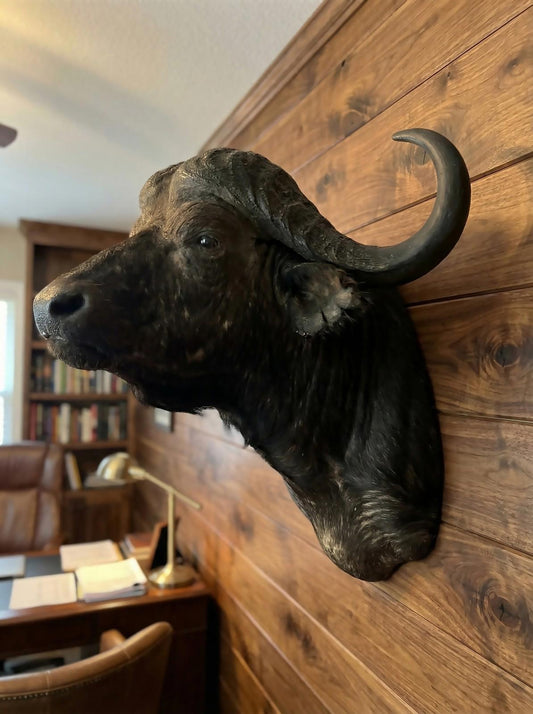 Cape Buffalo Shoulder Mount - Paulski Art