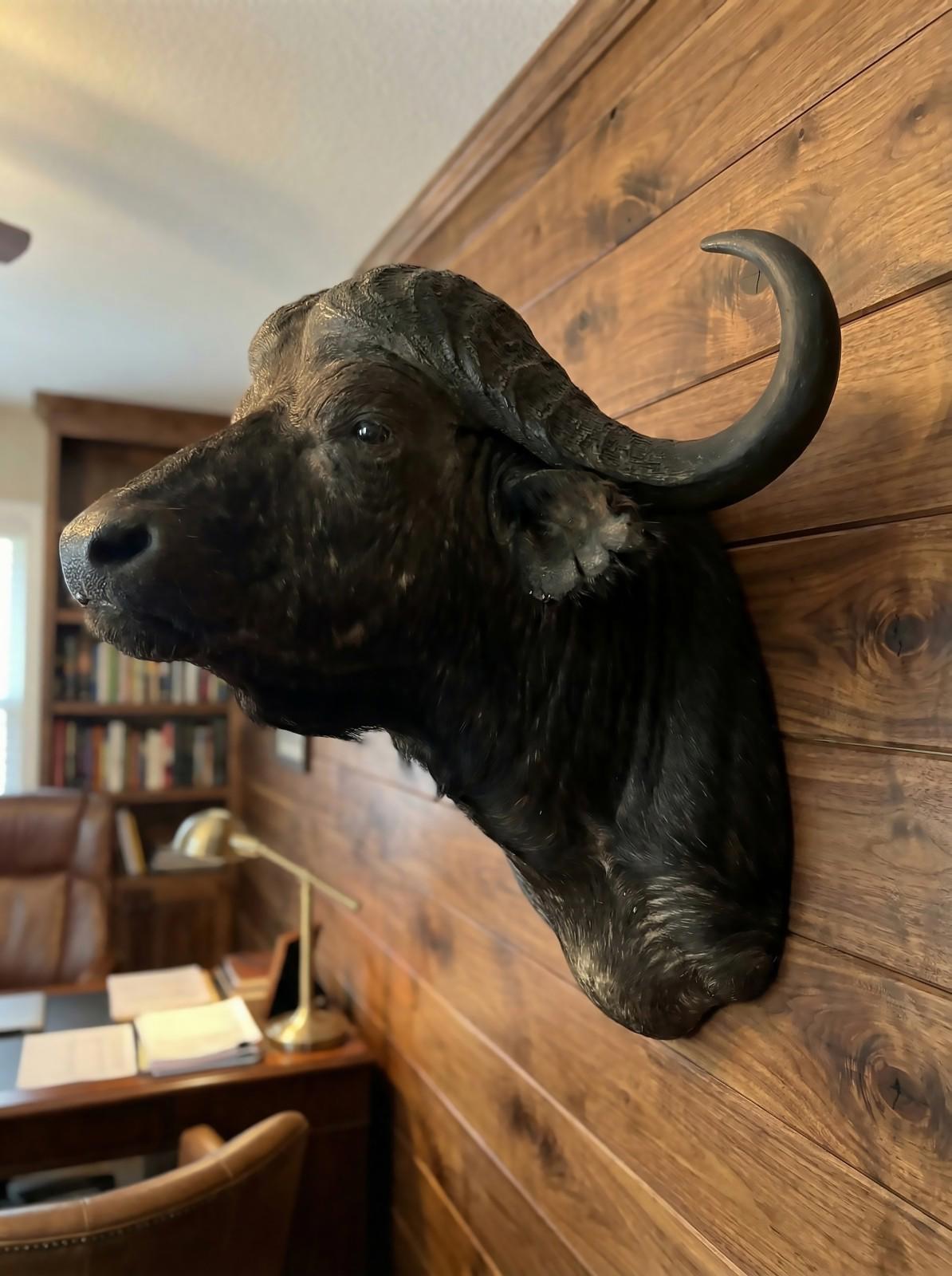 Cape Buffalo Shoulder Mount