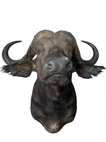 Cape Buffalo Shoulder Mount - Paulski Art