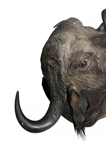 Cape Buffalo Shoulder Mount - Paulski Art