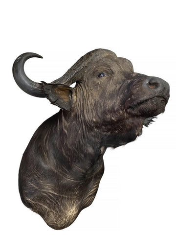 Cape Buffalo Shoulder Mount - Paulski Art