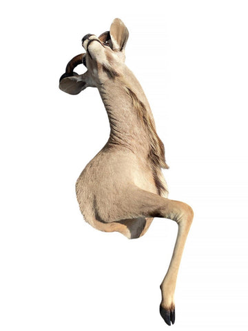 Greater Kudu Half Mount - Paulski Art