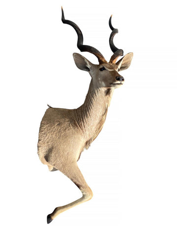 Greater Kudu Half Mount - Paulski Art