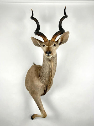 Greater Kudu Half Mount - Paulski Art