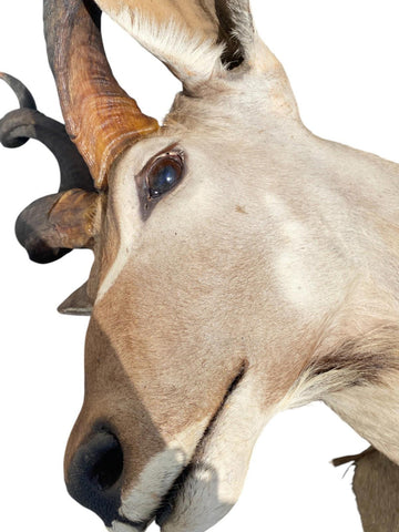Greater Kudu Half Mount - Paulski Art