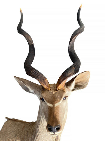 Greater Kudu Half Mount - Paulski Art